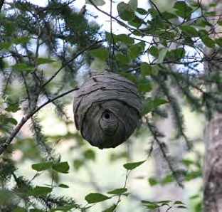 Circular beige yellowjacket hive