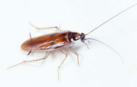 brown banded cockroach adult.