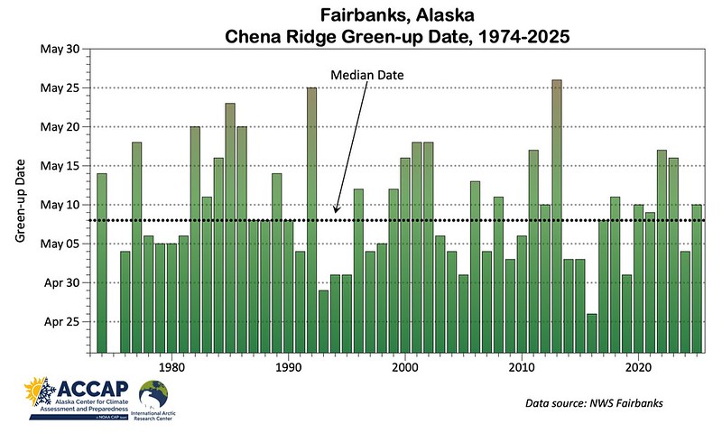 Graph of green-up in Fairbanks, Alaska from 1974 to 2025, with a straight dotted line indicating the median green-up date: May 8th.