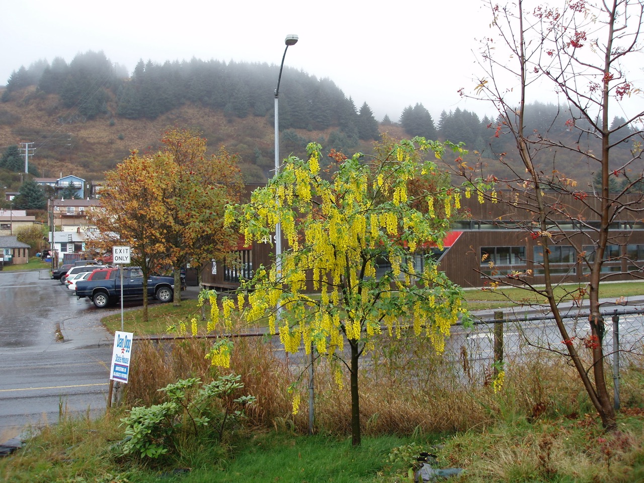 A planted tree near a road on a rainy autumn day.
