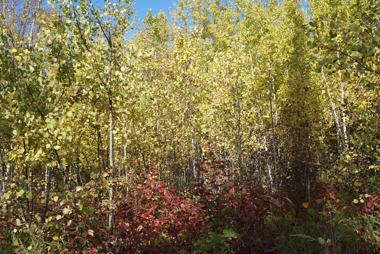 Aspen seedlings during fall in the Boreal forest