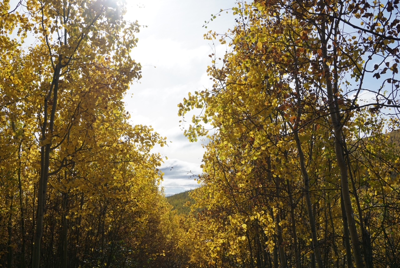 Aspen trees lining a trail in the Alaskan Boreal forest during fall