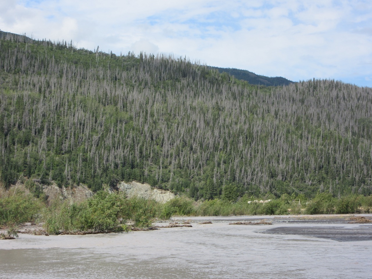 A hillside on a river with many dead spruce trees due to a spruce bark beetle infestation 