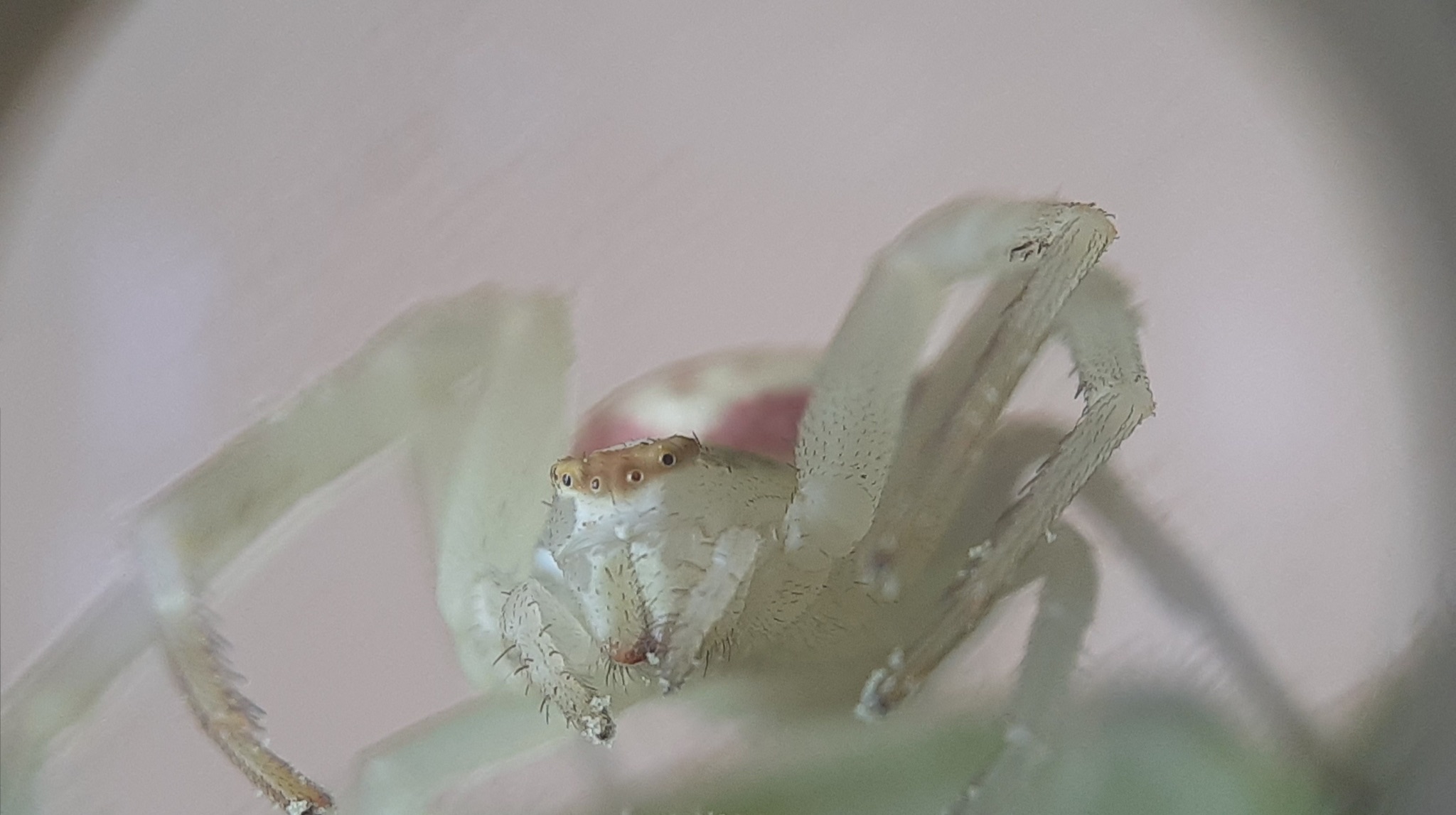 A close-up photo of an arthropod 