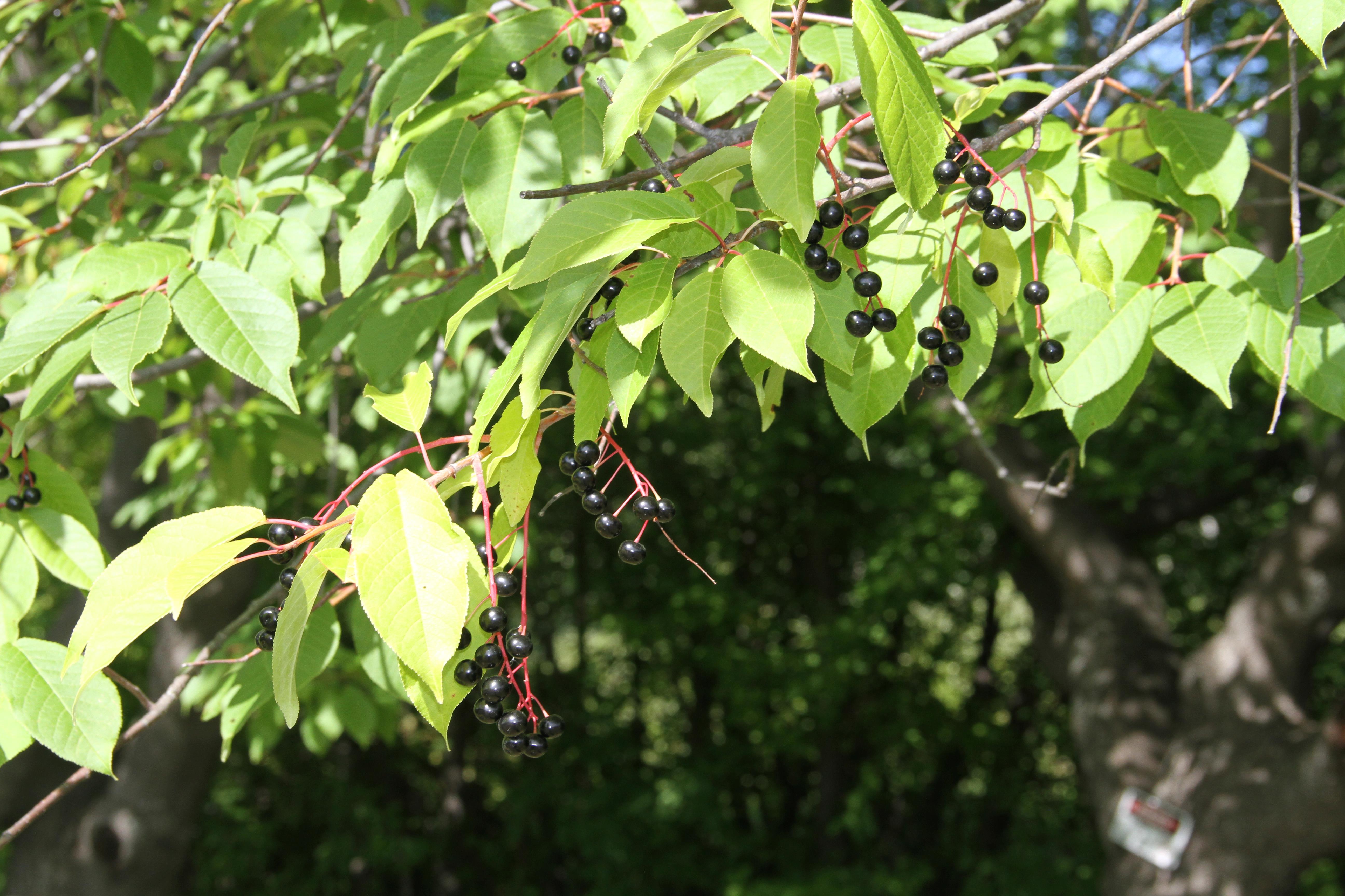 Close-up of bird cherry (Prunus padus) leaves and berries. 
