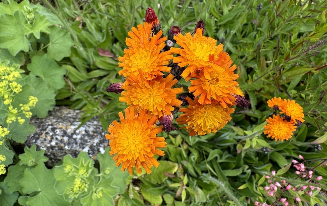 Flowering orange hawksweed (Hieracium aurantiacum) 