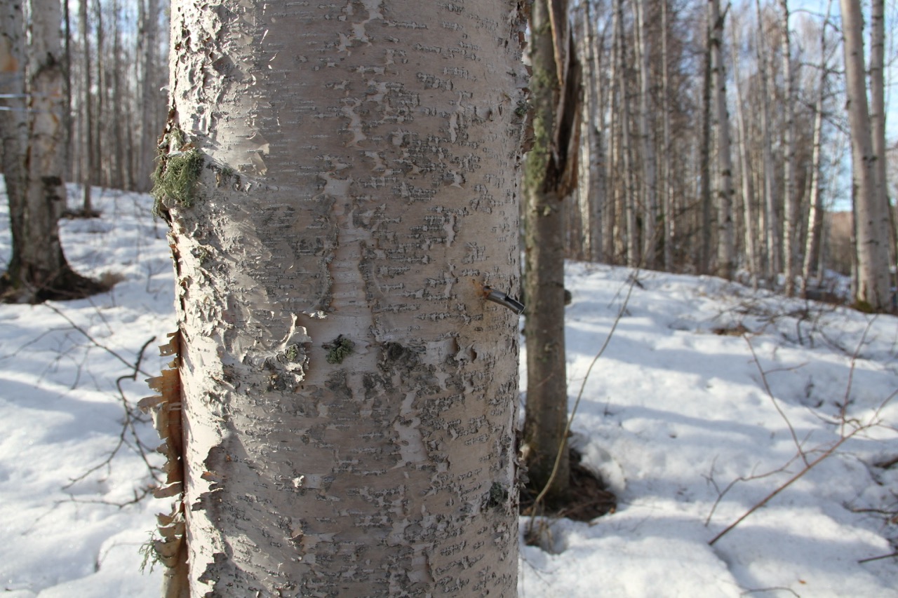 Birch tree being tapped for sap in the spring snow 