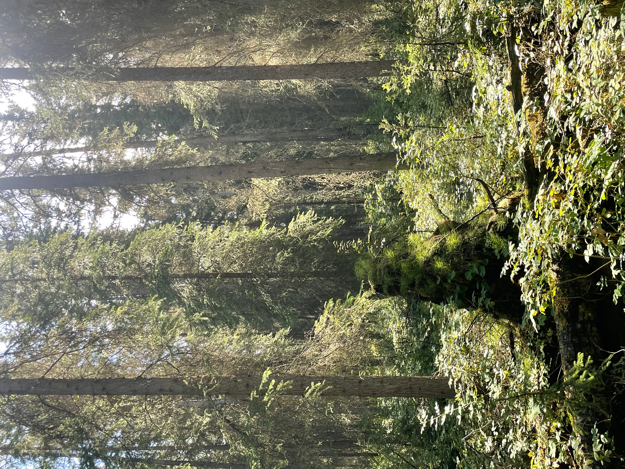 A boreal forest in Alaska with sun shining. 