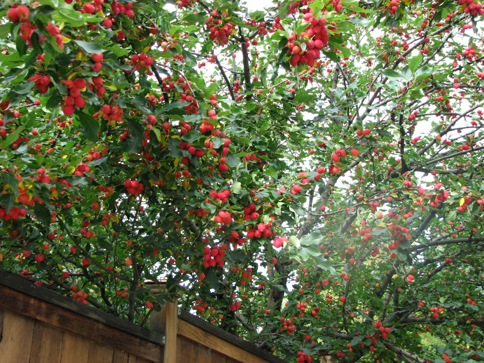 The canopy of an apple tree with many red apple fruits 