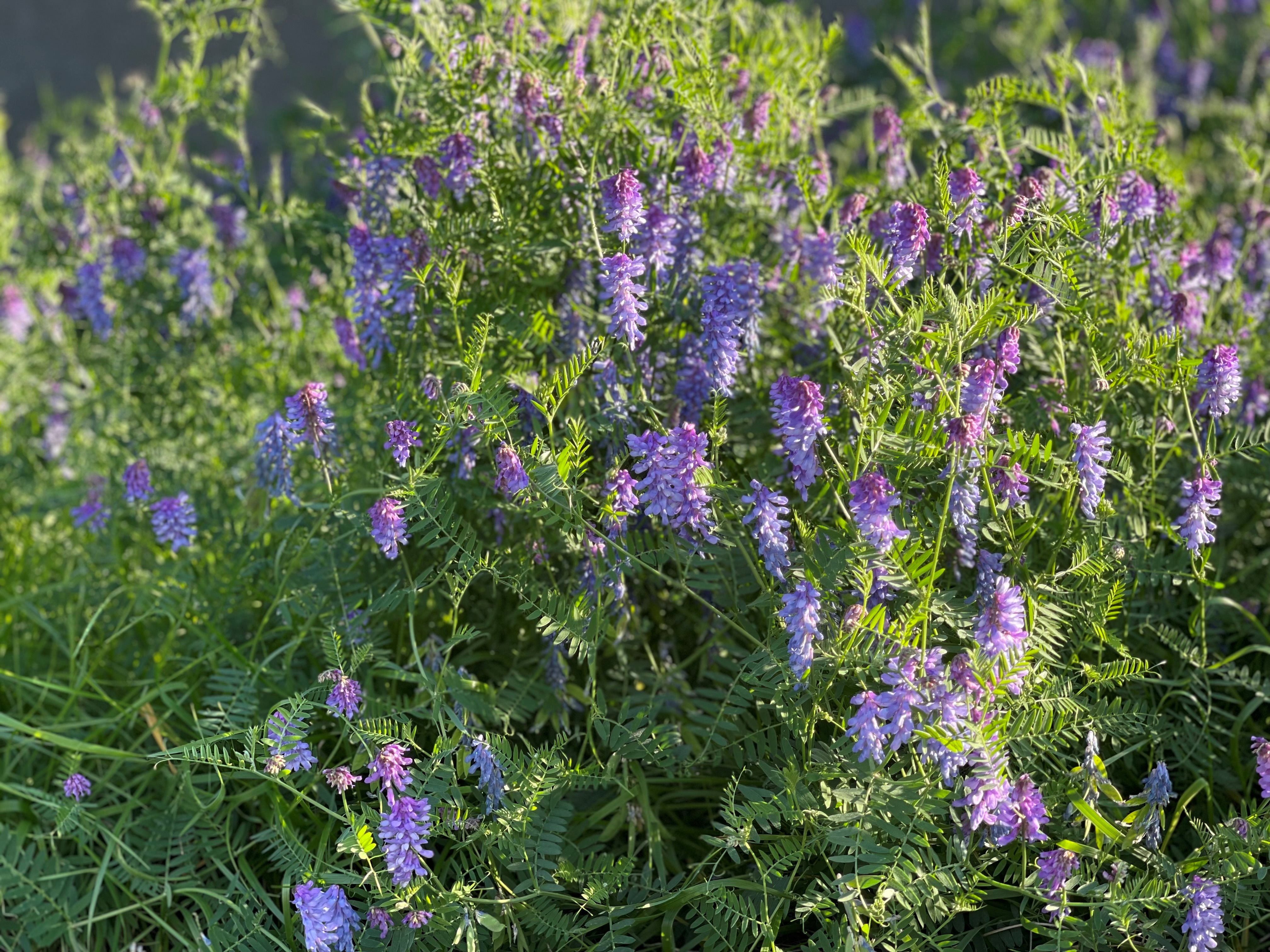 Flowering bird vetch (Vicia cracca) 