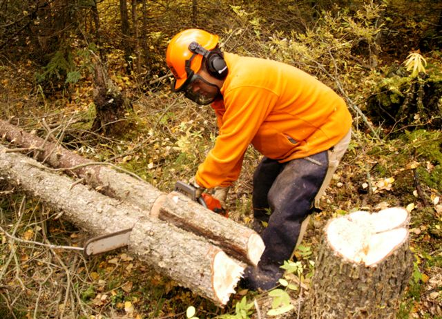 Person using a chainsaw to safely cut through a tree