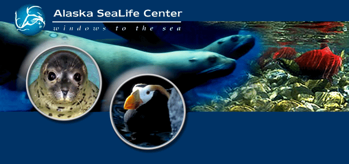 banner image - Seal, fish, peguin