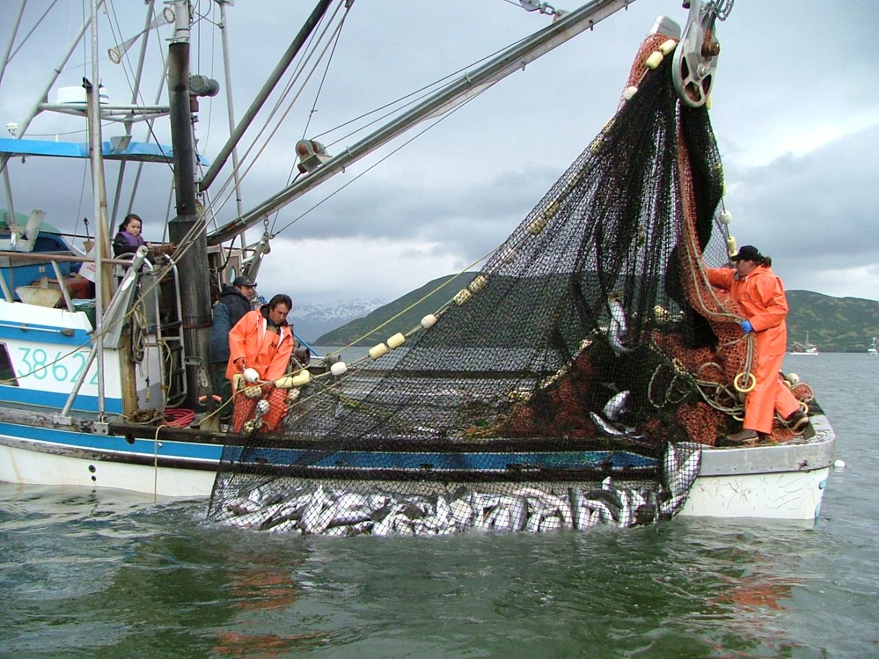 Fishing boat hauling in salmon caught.