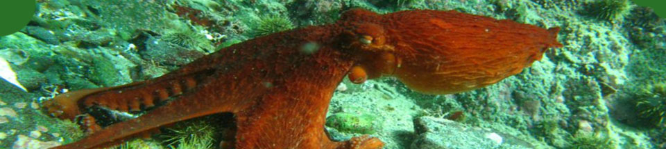 Squid on the ocean floor.