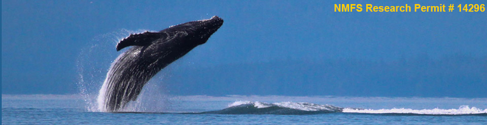 Humpback whale leaping from ocean in Alaska. Lara Horstmann - NMFS Research Permit # 14296
