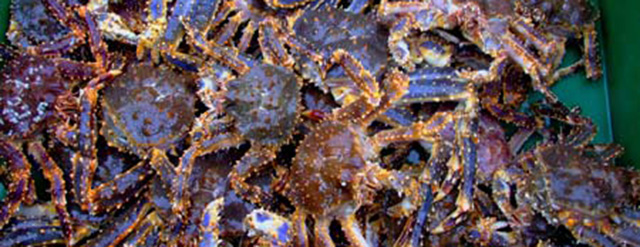 Leroux crab