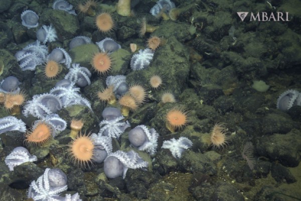 An aggregation of female pearl octopus nesting near the Davidson Seamount off the central California coast.