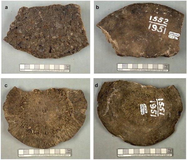 Two bone growth plates from the University of Alaska Museum of the North, are displayed on in four photos showing their front and back sides.
