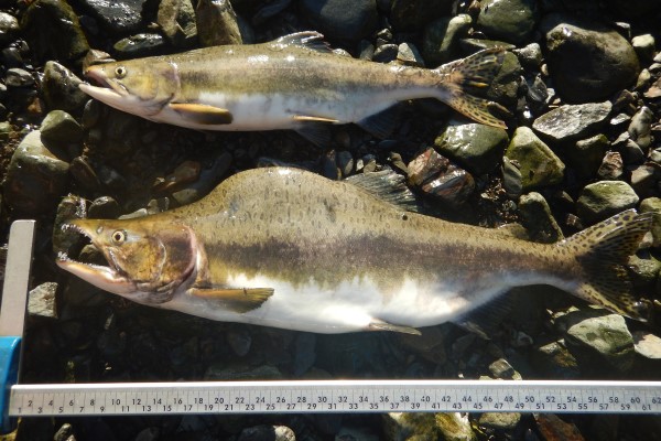 Two male pink salmon, one larger than the other, highlight morphological diversity in the species. Photo by Julia McMahon.