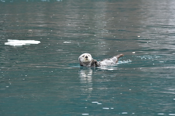 A sea otter forages while floating in Jakalof Bay
