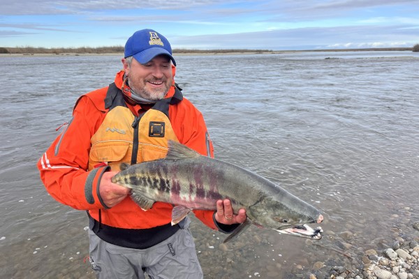 Peter Westley holds a spawning male chum salmon alongside the Anaktuvuk River. Joe Spencer photo.