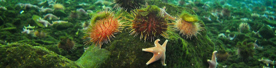 Starfish and sea urchins on the bottom of the ocean