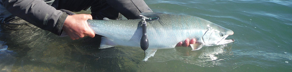Salmon being placed back into water after being tagged.
