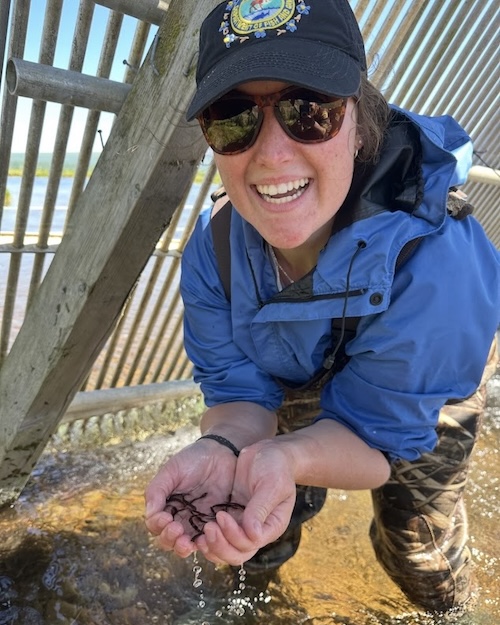 Danielle Tryon holding juvenille fish in a fish counter in a stream