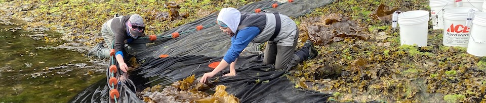 Mariculture students work to remove seaweed from a seaweed seine net