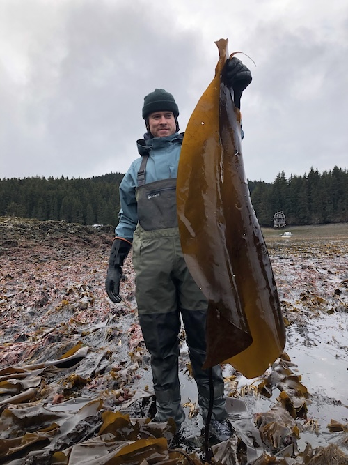 Photo of a person holding a long piece of sugar kelp up in the air, on a beach full of sugar kelp