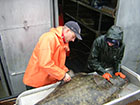 A pacific halibut being examined