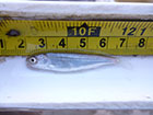 A tiny fish being measured