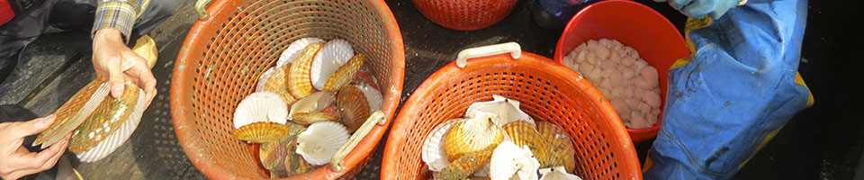Buckets of sea shells