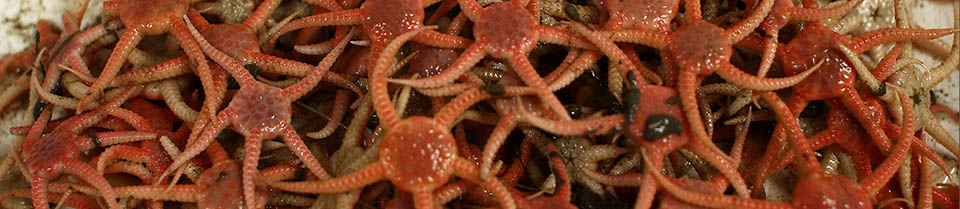 Starfish - Stegophiura-nodosa