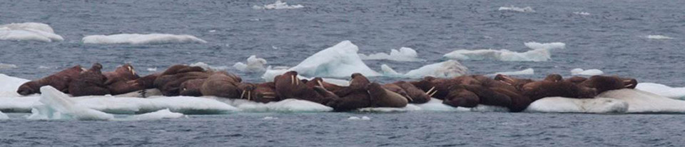 Walrus on ice bergs