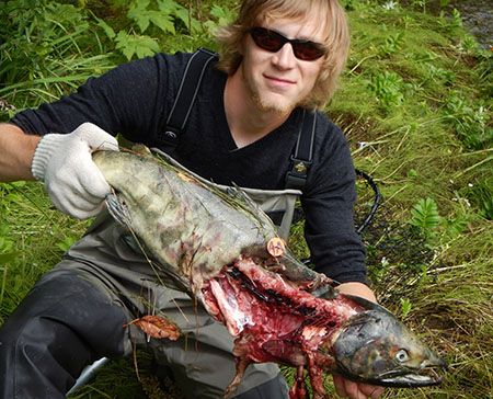 Researcher holding a chum salmon killed by a bear