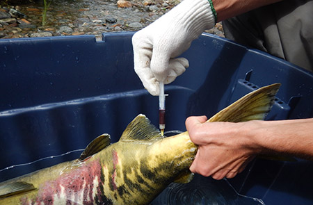 Researcher's hand taking a blood draw from a chum salmon