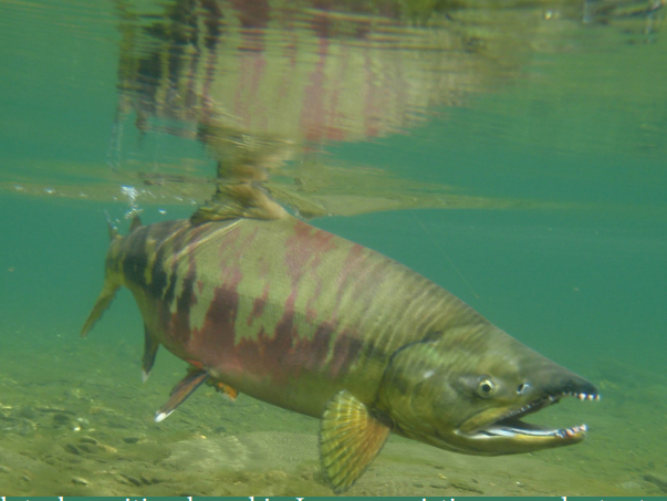 Chum salmon swimming in the river