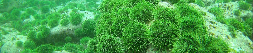 Close up - Sea Urchins on the sea floor