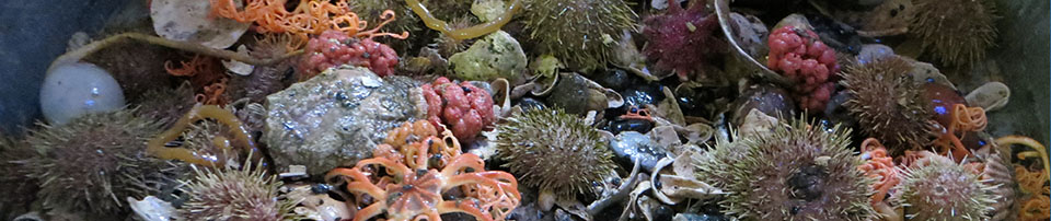 Ocean floor showing starfish
