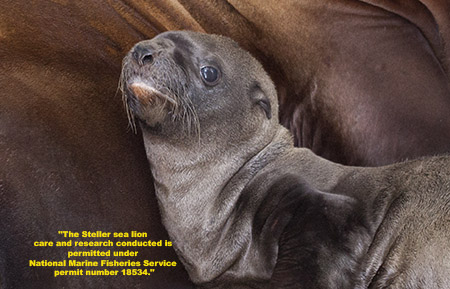 Baby sea lion 