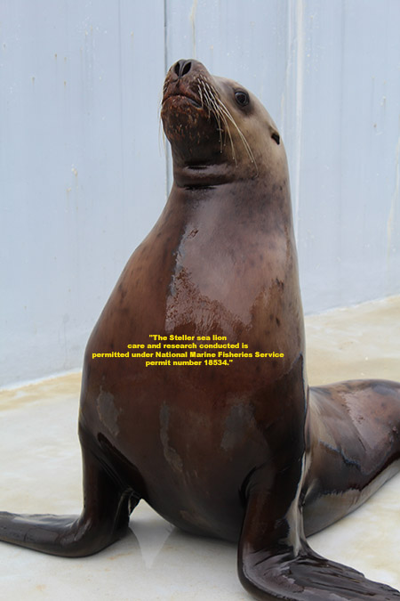 Sea Lion