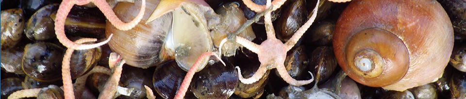 Stegophiura (starfish)