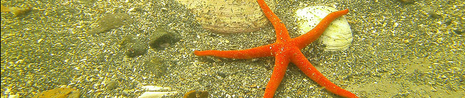 Starfish