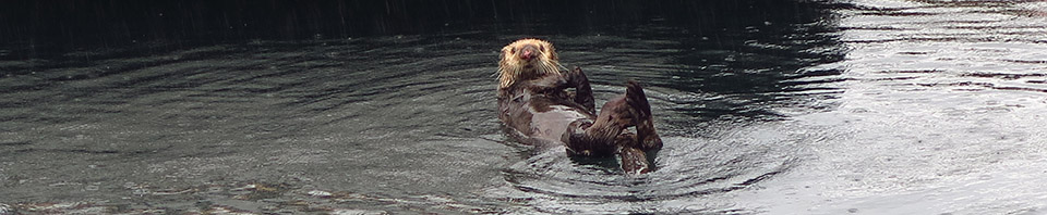 Sea Otter eating in the water