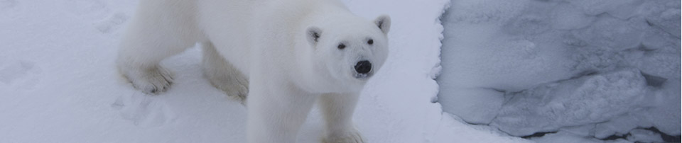 Polar Bear