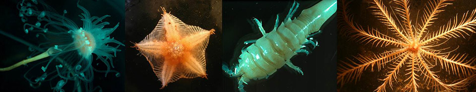 Invertebrate collage