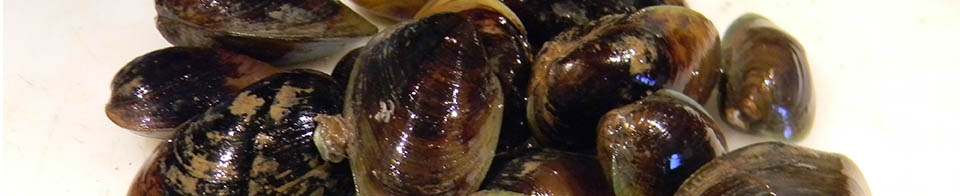 Mussels