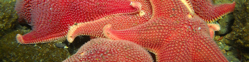 Starfish