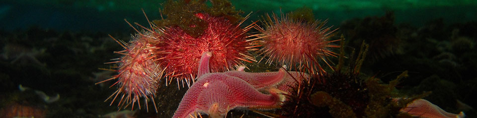 Sea anomie and starfish